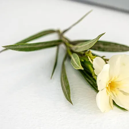 Aegean Dream Appartement *