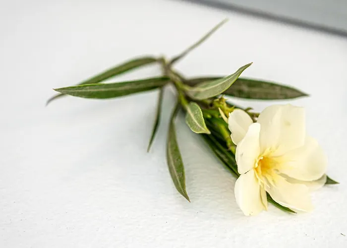 Aegean Dream Appartamento *